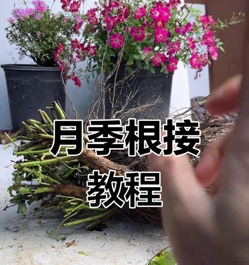 杆嫁接月季花的方法是什么？步骤详解？