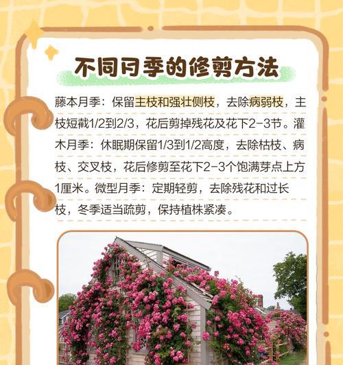 杆嫁接月季花的方法是什么？步骤详解？