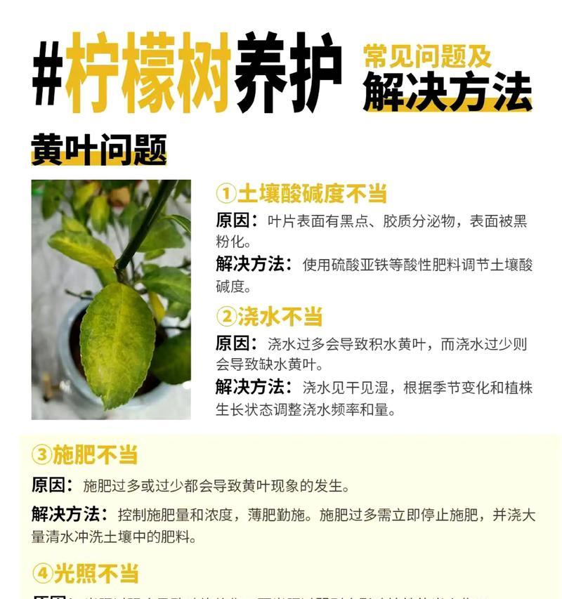 柠檬树叶子发黄脱落怎么处理？如何恢复树势？