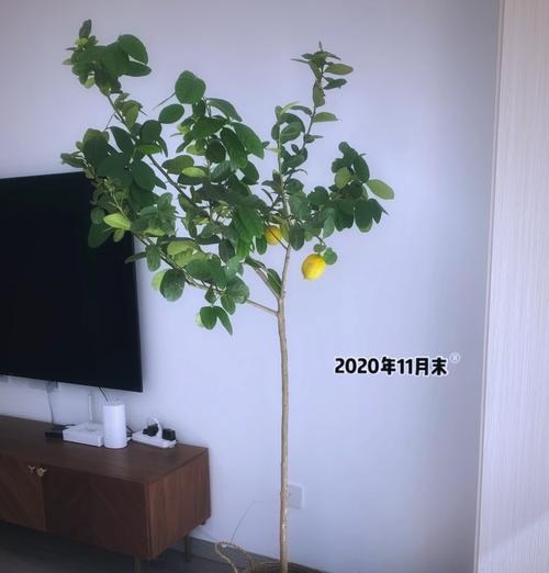 柠檬树叶子发黄脱落怎么处理？如何恢复树势？