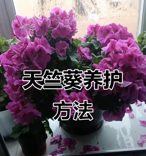 天竺葵施肥应该怎么做？有哪些施肥技巧？