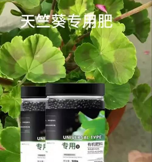 天竺葵施肥应该怎么做？有哪些施肥技巧？