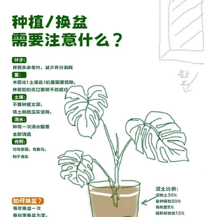 水培龟背竹叶子发黄的原因及解决方法？