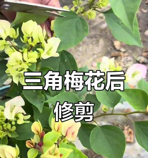 三角梅新枝怎么才粗壮呢？如何促进三角梅新枝生长？