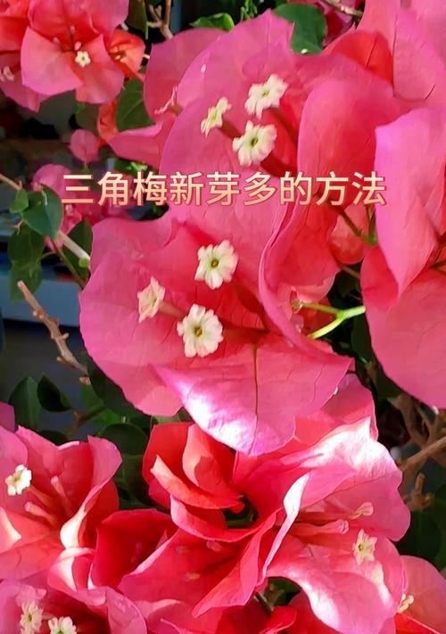 三角梅新枝怎么才粗壮呢？如何促进三角梅新枝生长？