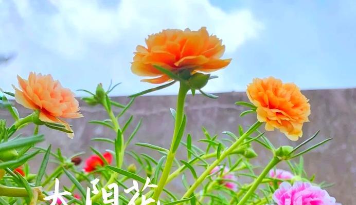 阳台阳光充足适合养哪些花？