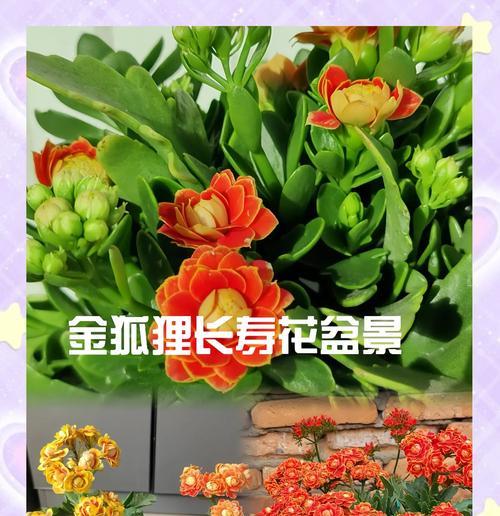阳台阳光充足适合养哪些花？