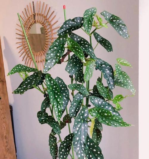 室内小型观赏植物有哪些推荐？