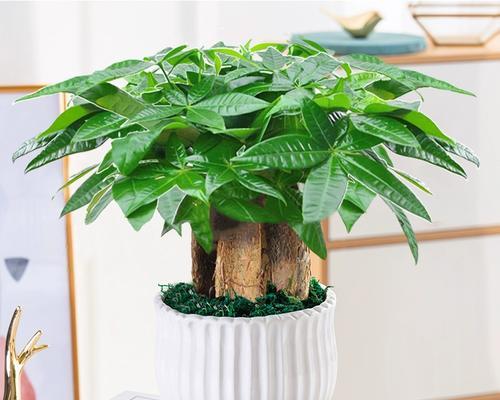 室内小型观赏植物有哪些推荐？