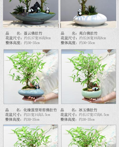 室内小型观赏植物有哪些推荐？