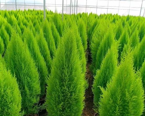 香草植物盆栽搭配技巧？如何组合种植？
