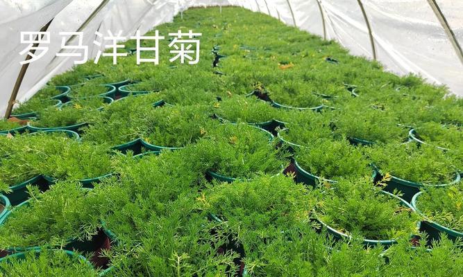 香草植物盆栽搭配技巧？如何组合种植？