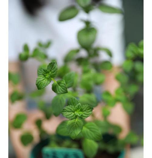 香草植物盆栽搭配技巧？如何组合种植？
