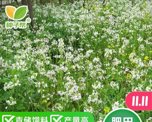 北方白萝卜什么时间播种最佳？播种技巧有哪些？