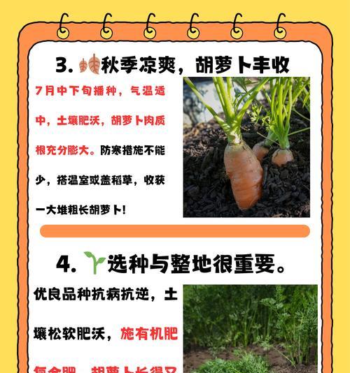 北方白萝卜什么时间播种最佳？播种技巧有哪些？