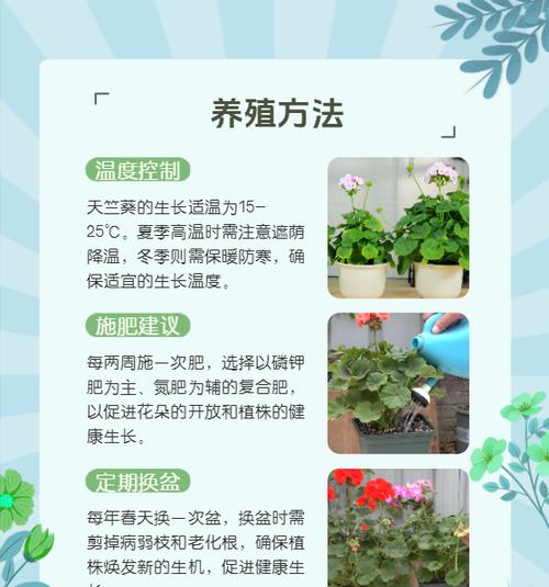 如何让天竺葵多开花？