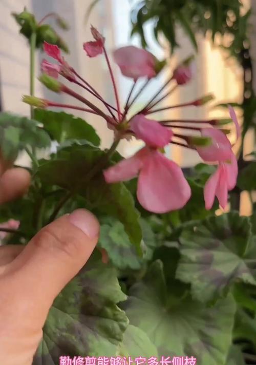 如何让天竺葵多开花？