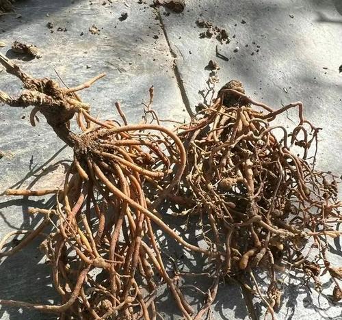 铁线莲叶子干枯是什么原因造成的？