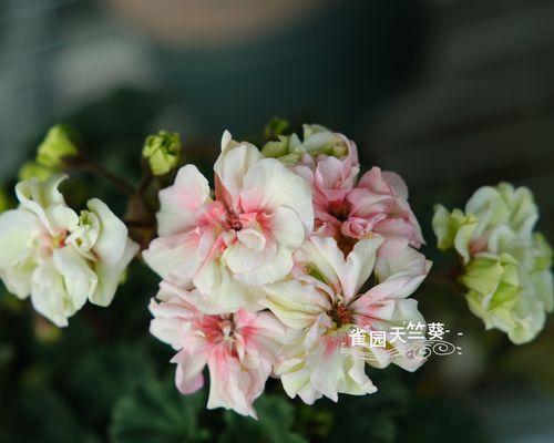 彩叶品种天竺葵的养护技巧是什么？