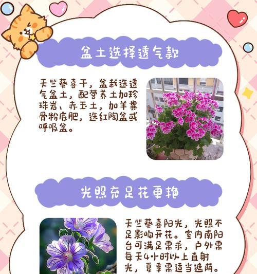 彩叶品种天竺葵的养护技巧是什么？
