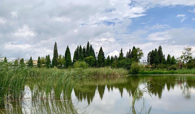 昆明滇池里的水生植物有哪些？滇池生态系统中的水生植物种类？