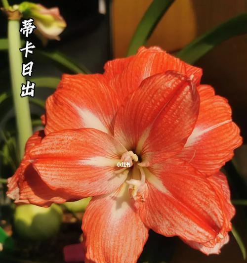 朱顶红喷优芽素的作用是什么？