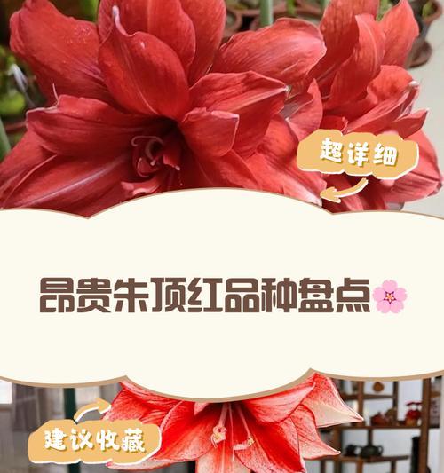 朱顶红喷优芽素的作用是什么？