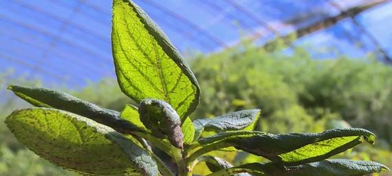 苋菜大棚栽培创新技术？有哪些新技术可以应用？