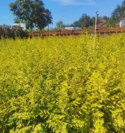 大叶红观赏植物种类推荐？哪些植物适合用作大叶红观赏？