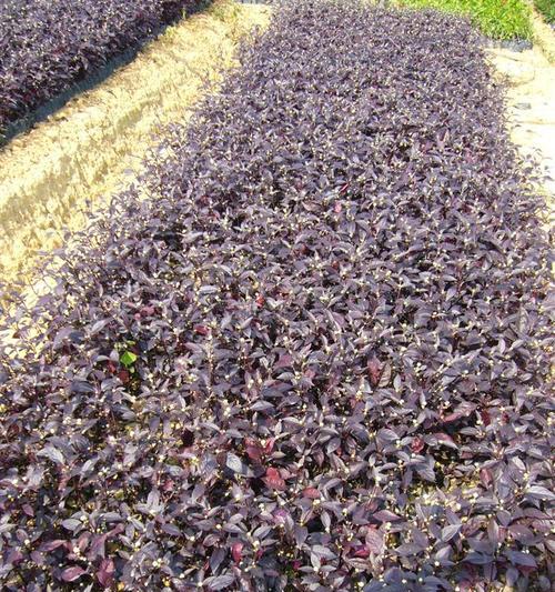 大叶红观赏植物种类推荐？哪些植物适合用作大叶红观赏？