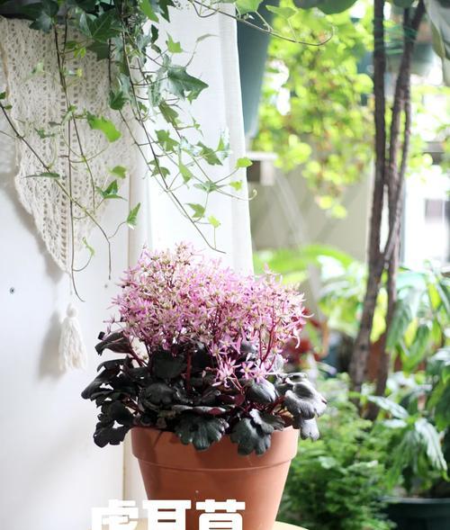北方半封闭阳台适合种植哪些花卉？