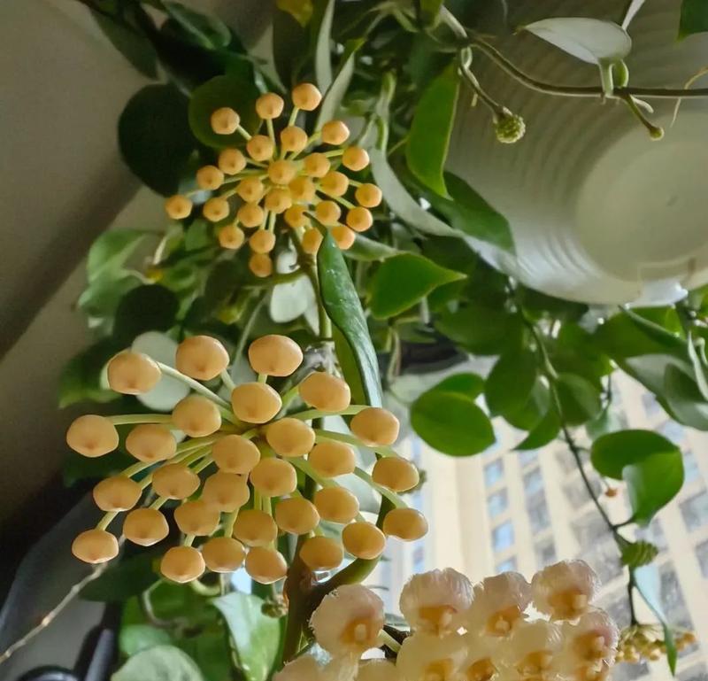 北方半封闭阳台适合种植哪些花卉？