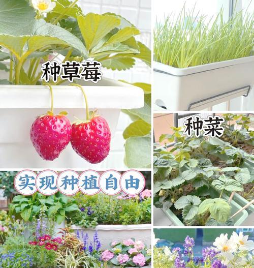 花盆在阳台适合种植哪些花卉？选择指南是什么？