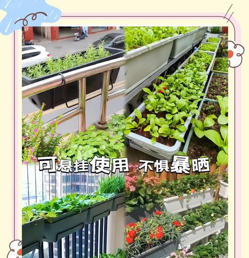 花盆在阳台适合种植哪些花卉？选择指南是什么？