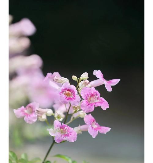 蓝花丹栽培的关键技术要点是什么？