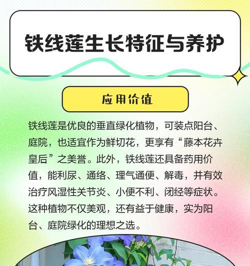 铁线莲在阳台养护技巧是什么？如何保持其健康生长？