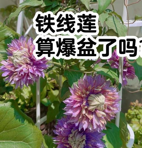 铁线莲在阳台养护技巧是什么？如何保持其健康生长？