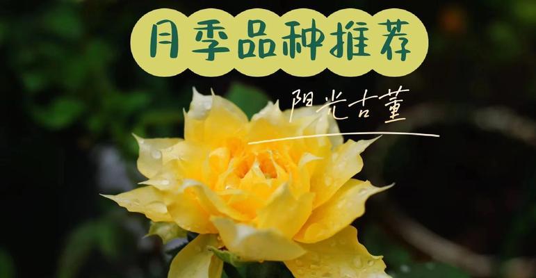 阳光月季种子播种的正确步骤是什么？