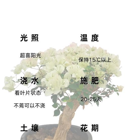 三角梅老桩换盆换土后浇水方法是什么？