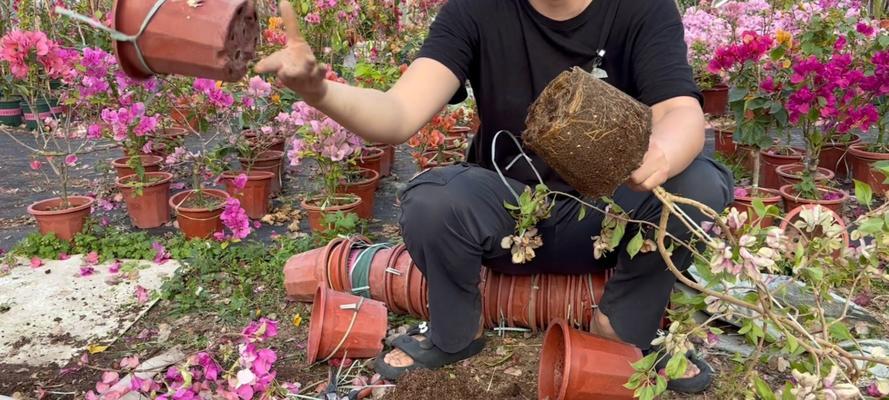 三角梅老桩换盆换土后浇水方法是什么？