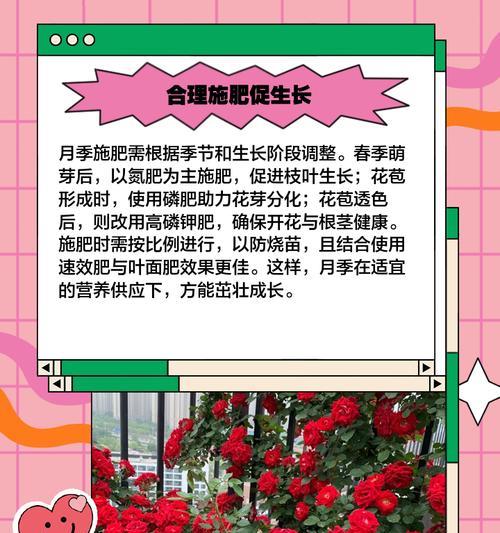 城市月季的种植方法是什么？如何确保城市月季的健康生长？