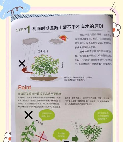 城市月季的种植方法是什么？如何确保城市月季的健康生长？