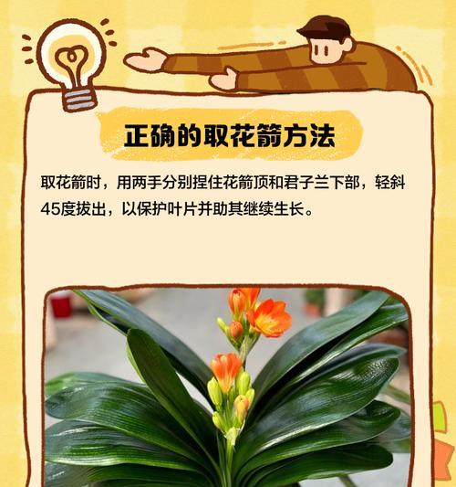 君子兰分盆的最佳时机和方法是什么？