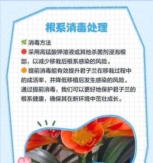 君子兰分盆的最佳时机和方法是什么？