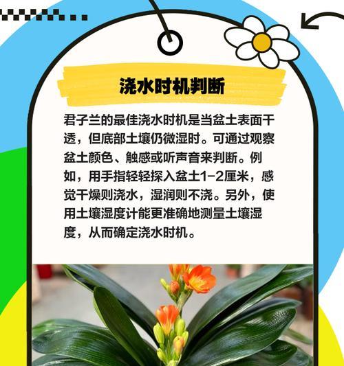 君子兰分盆的最佳时机和方法是什么？