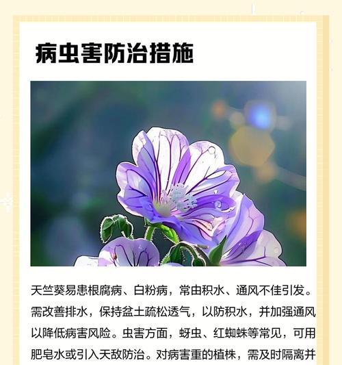 东北阳台天竺葵的养殖方法和注意事项是什么？