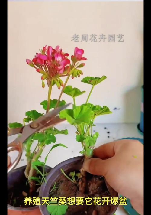 东北阳台天竺葵的养殖方法和注意事项是什么？