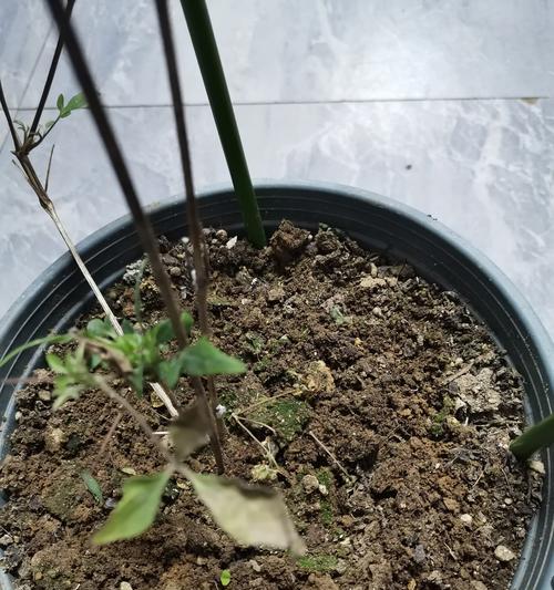 铁线莲五一还没有花苞怎么回事？如何解决？