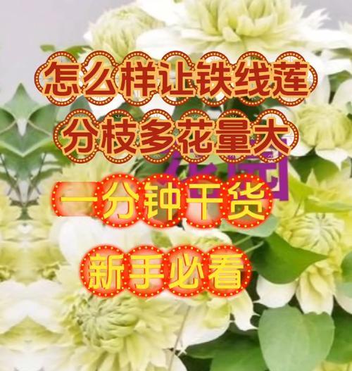 铁线莲五一还没有花苞怎么回事？如何解决？