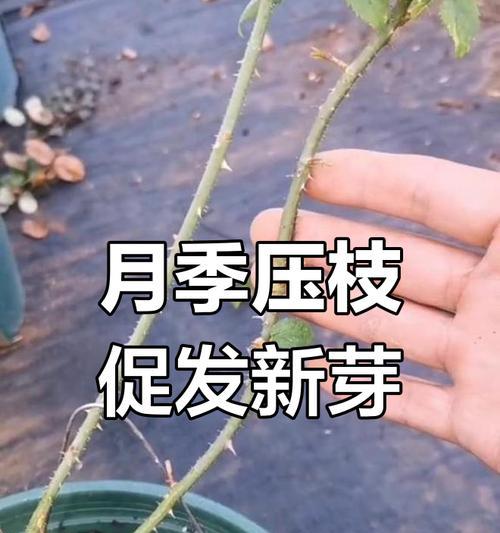 月季压枝的原因及具体操作步骤是什么？